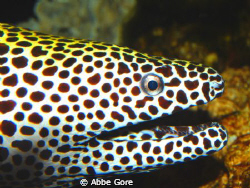 Spotted Moray Eel Photographed at the Clearwater Aquarium... by Abbe Gore 